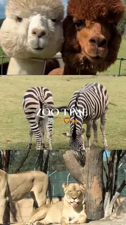 zoo time 