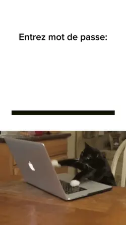Cat meme stupid
