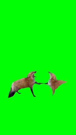 TWO FOXES LAUGHING