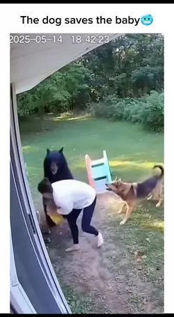 The dog saves the ba