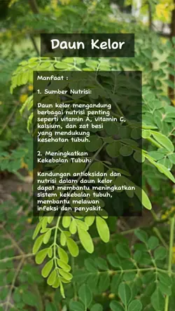 Manfaat Daun Kelor
