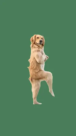 Farmcore dog dance
