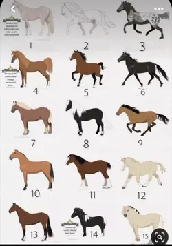 Pferde❤️🐴😻