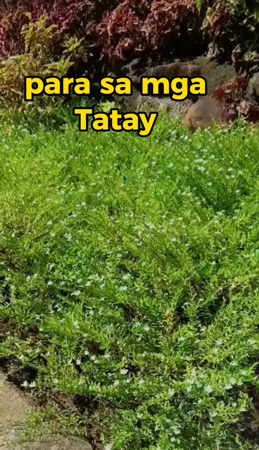 tato 