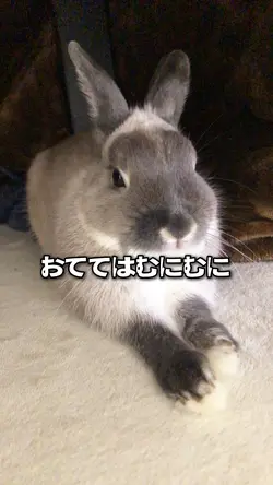 もふもふふわふわラルフくん🐰