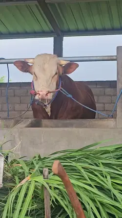 nek gede dadi qurban