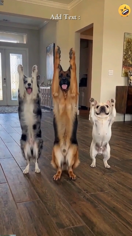 Funny Dog. Add Text.