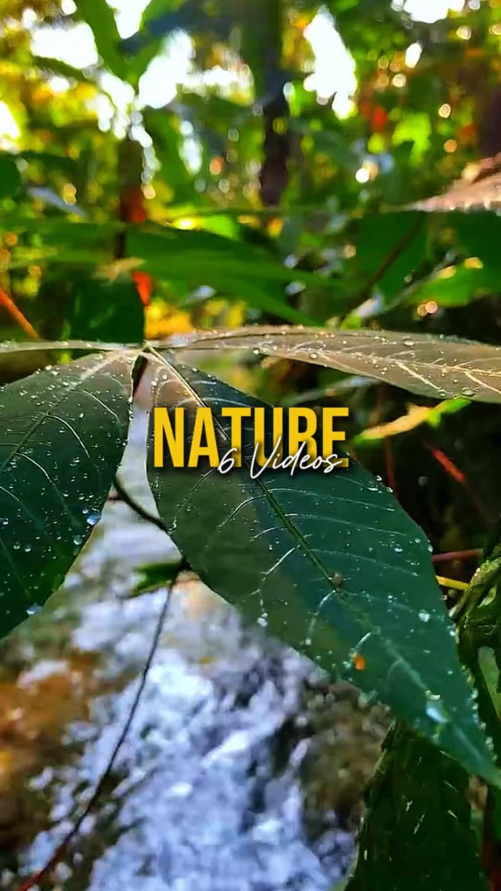Nature 6 Videos