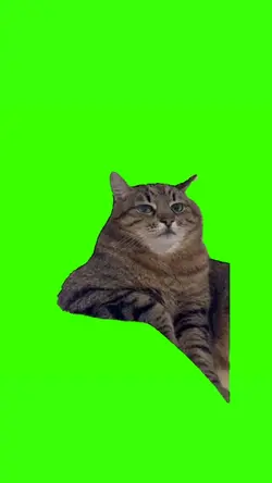 kucing duduk bingung