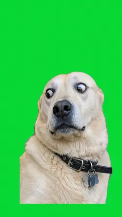 dog upset
