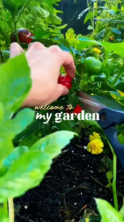 My Garden