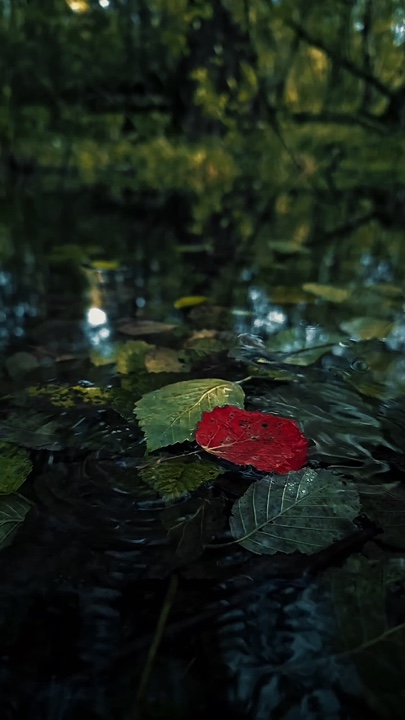 Cinematic Nature