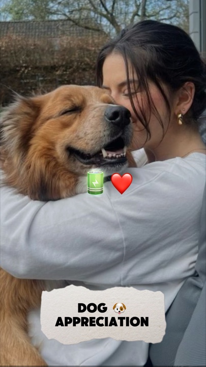 Hundebatterie
