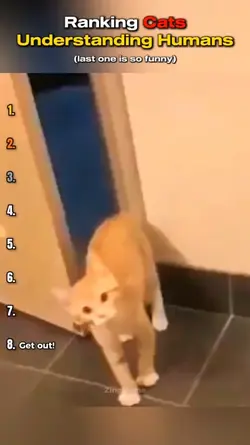 ranking moments cats