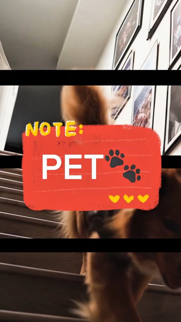 PET 🐾🐶