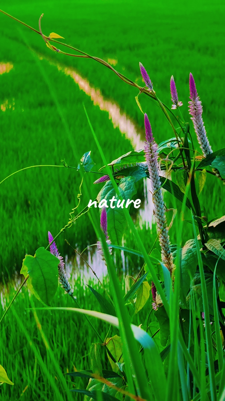 nature vibe