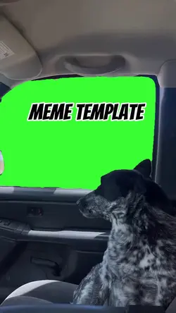 Dog in a car