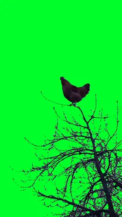 Chicken screaming