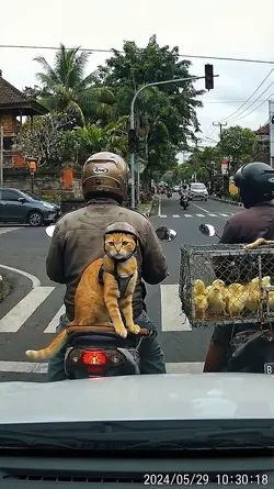 Oyen Kesal