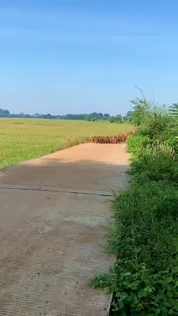 bananana