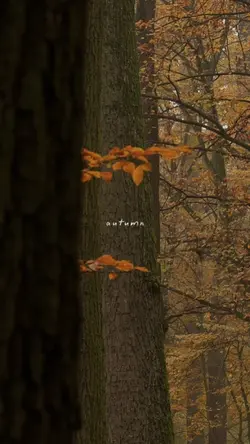 autumn
