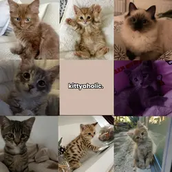 kittyaholic