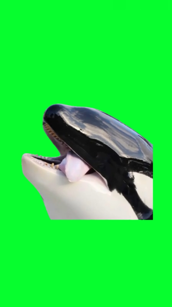 Meme de baleia