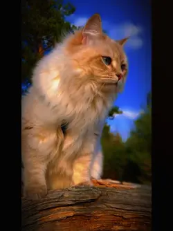 New Slow Motion 