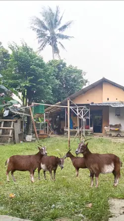 Sekelompok Kambing