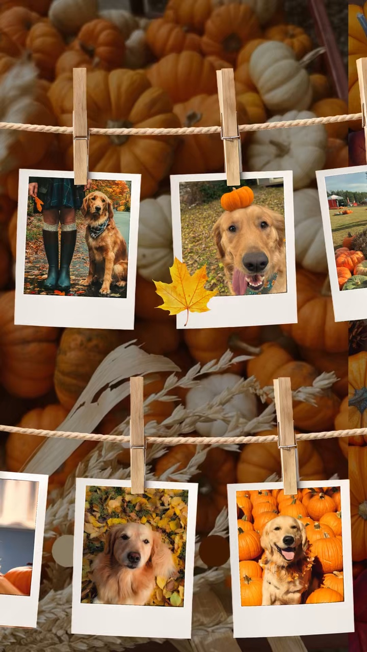 Dog in Autumn