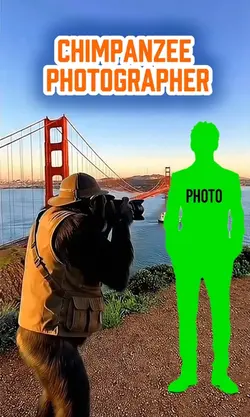 chimpanzee photograp