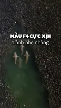 Mẫu f4 cực xịn