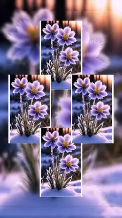 Pictures/Videos 