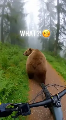bear dancing