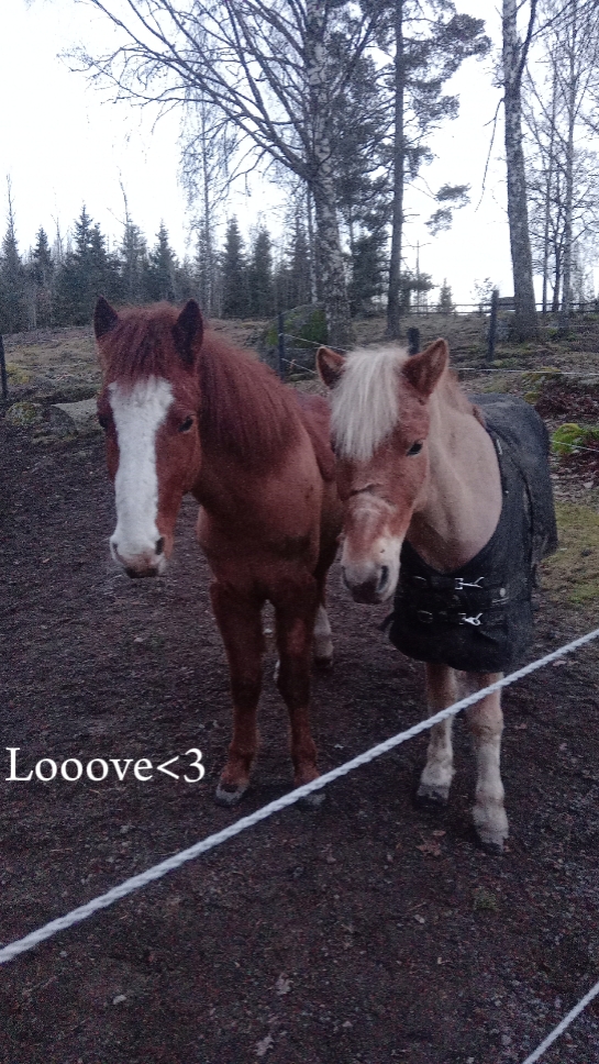 Musse o Lillen<3