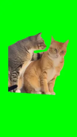 Fighting cat