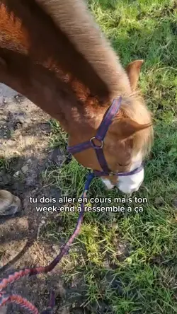 trec