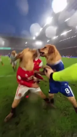 Dog football 