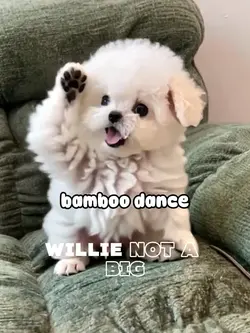 bamboo dance