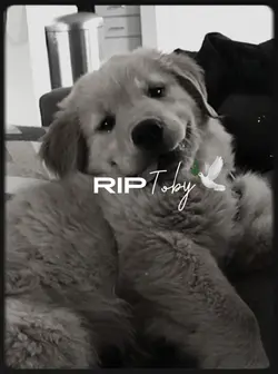 DOG RIP