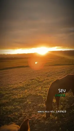 Vivendo aqui no mato