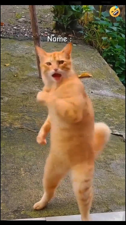 Funny Cat