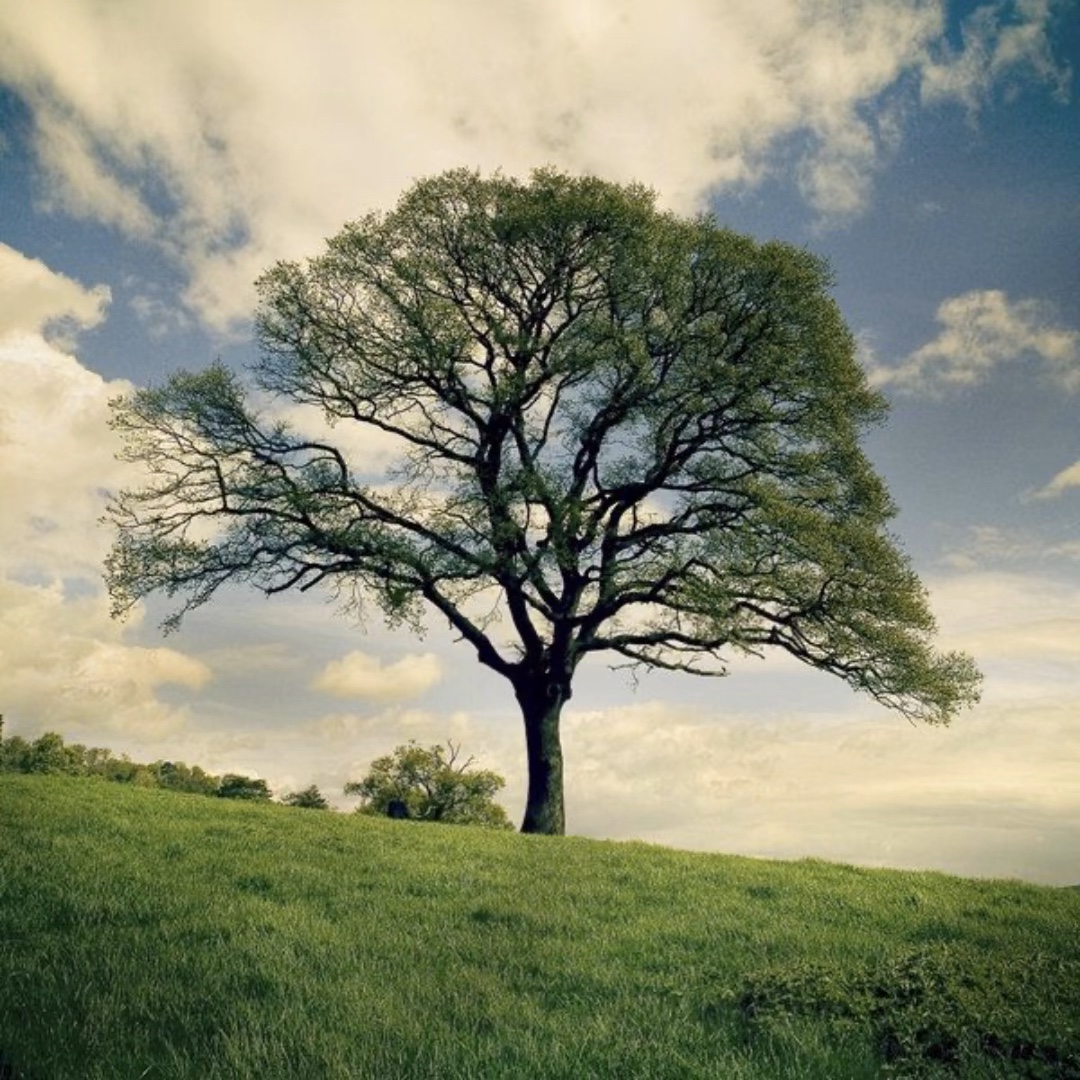 i am in the trees