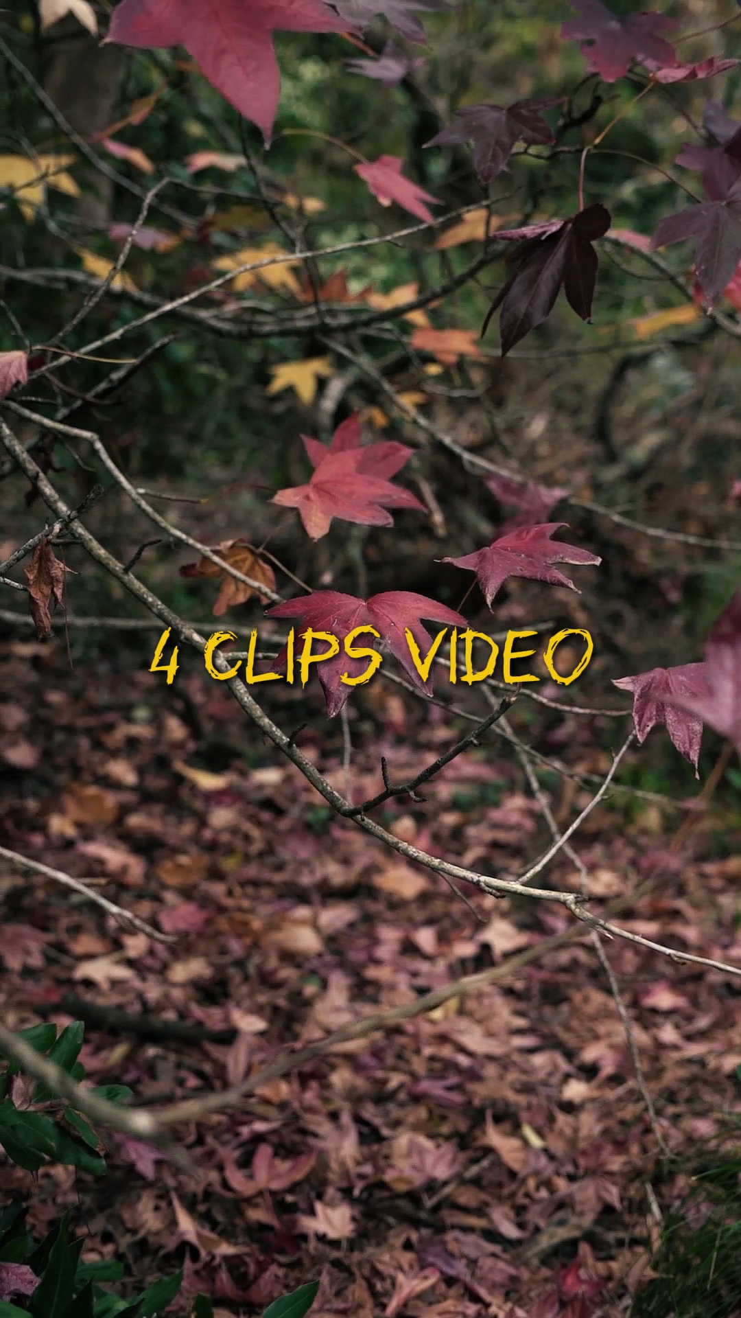 Vídeo Cinematográfico 4