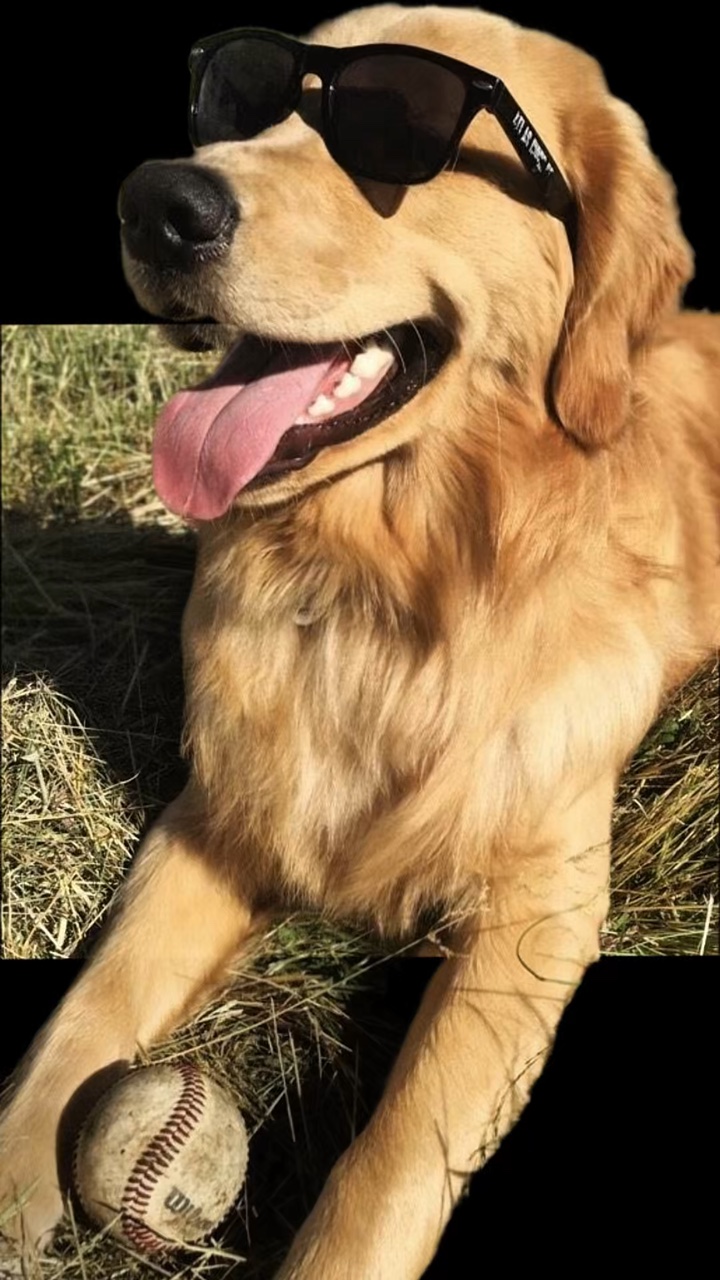 Mi Perro Recortado 
