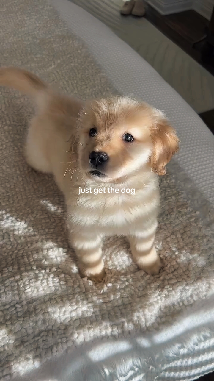 just get the dog