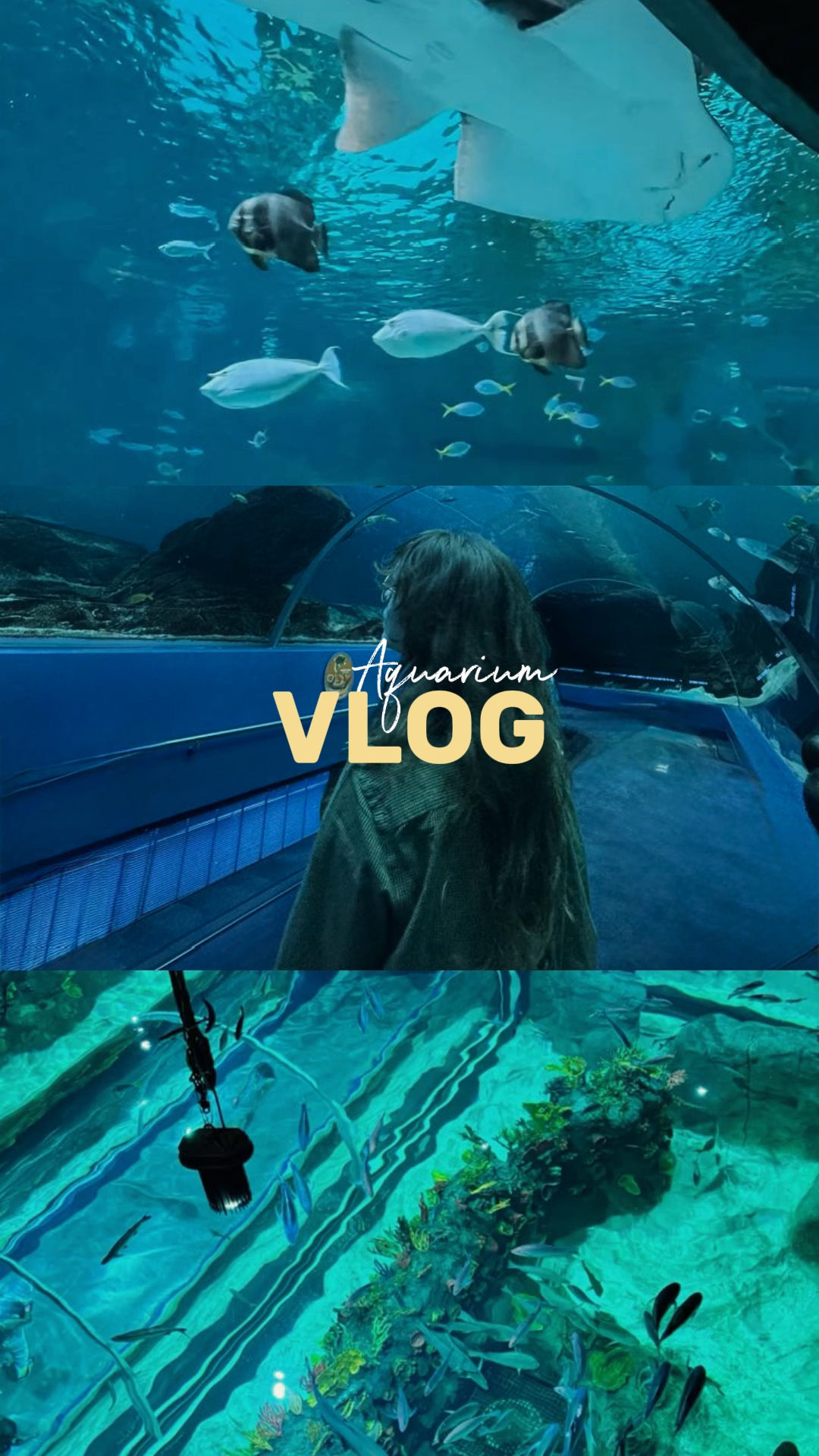 Vlog de acuario