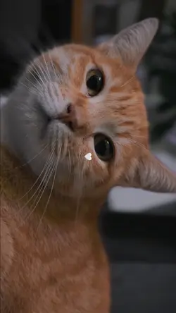 Gatos