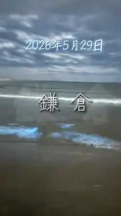 夜光虫見てきた