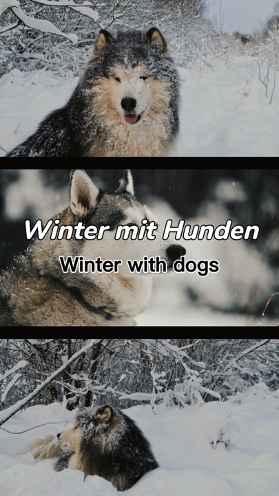 Liebe Hunde Liebe Hund